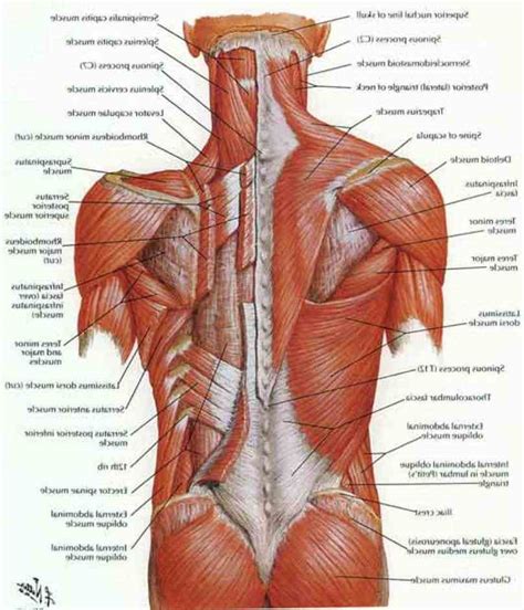 Lower Back Muscle Anatomy | MedicineBTG.com