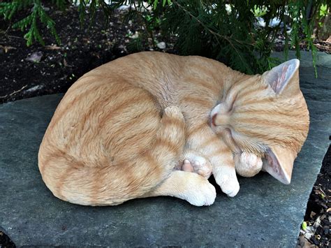 Light Orange Cats