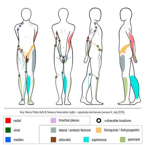Nerves & Circulation – Rope Study