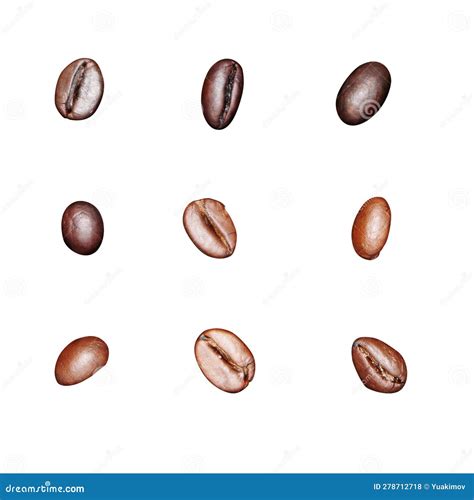 Brown Roasted Coffee Single Beans Isolated Stock Photo - Image of