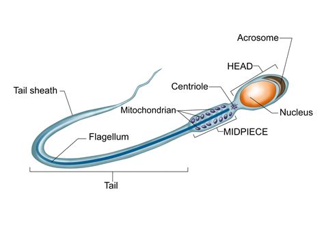 Sperm Diagram