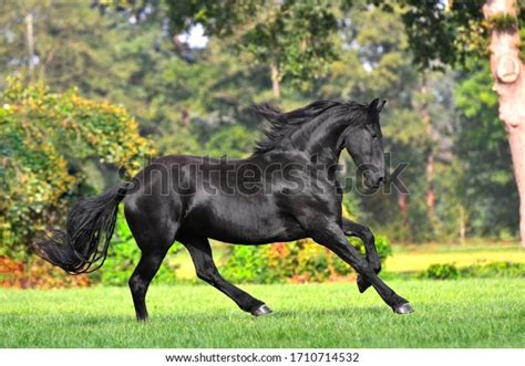 Black Friesian Horse Long Mane Runs Stock Photo (Edit Now) 1710714532