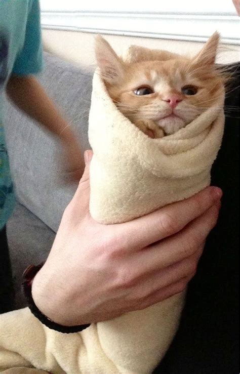 My hotcat ️🤗🤫 : r/cats