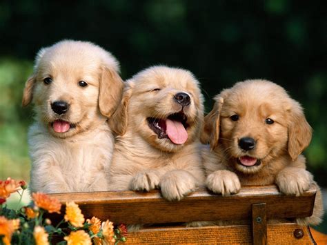 Dogs - Dogs Photo (16697085) - Fanpop