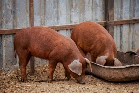 Duroc Pig