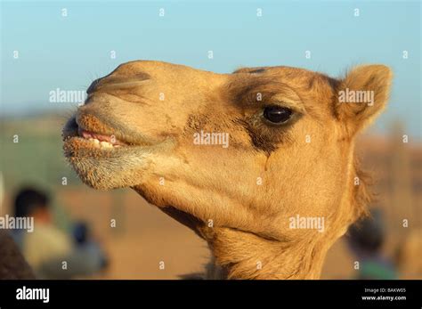 Desert Escapes - Camel Ride Stock Photo - Alamy