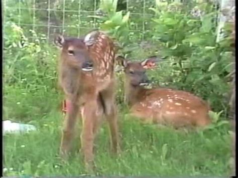 nanchas elk ranch youtube