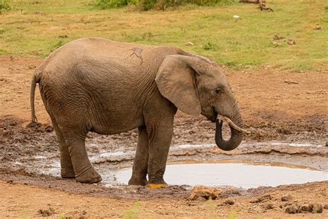 Elephant Near Water PuddleFree Stock Photo