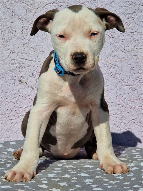 American Staffordshire Terrier – Dogs Jelena Dog Shows