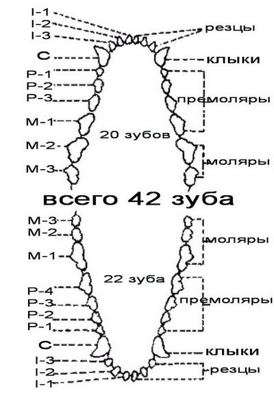 Исправление прикуса у собак и кошек в Москве.