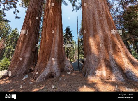 Giant Sequoia Trees Stock Photo - Alamy