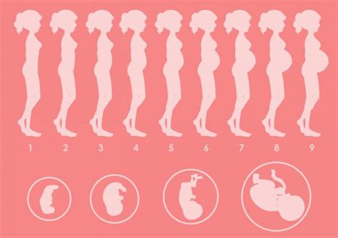 Posição Do Bebe Na Barriga Com 7 Meses De Gestação - As Posições do Bebê na Barriga Durante a Gestação e Sua Importância no ...