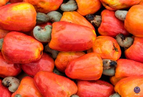 Marañón o Anacardo: el fruto seco saludable - Fruta Pasión
