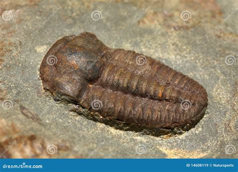 Trilobites Royalty-Free Stock Photography | CartoonDealer.com #26923001