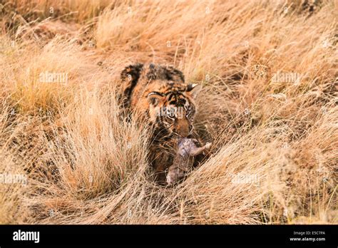 Tiger habitat loss india hi-res stock photography and images - Alamy