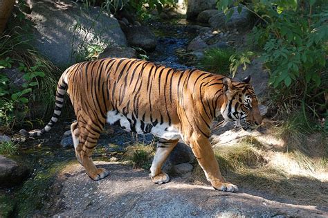 Picture 3 of 4 - Indochinese Tiger (Panthera Tigris Corbetti) Pictures ...