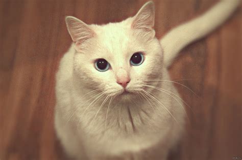 Котейка - настало твое время))) | Пикабу