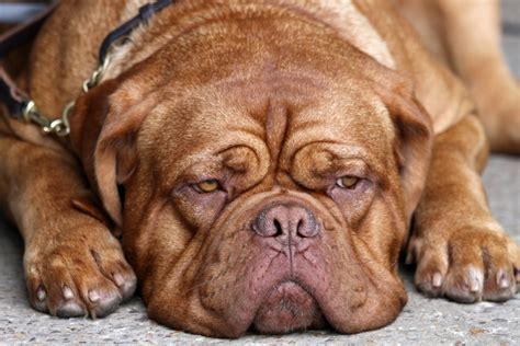 Wrinkly Dog Breeds: 10 Faces We Need to Smush ASAP