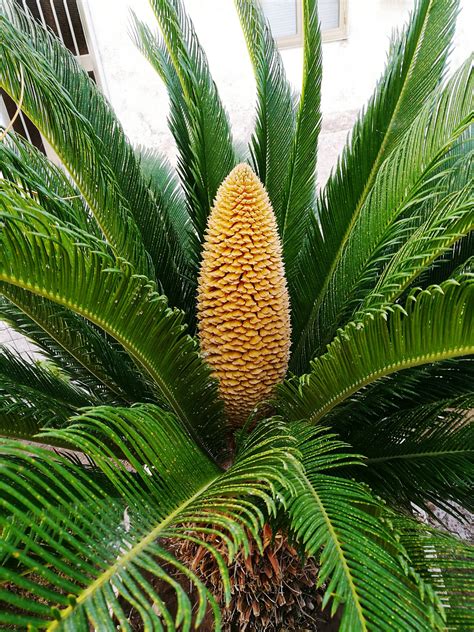 Sago palm proves fatal to dogs