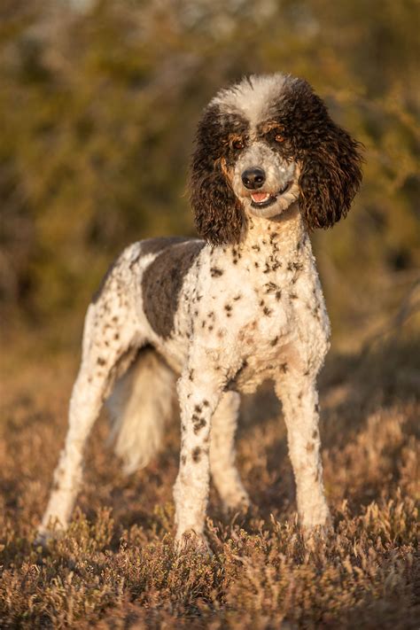 Sky's Aussiedoodles