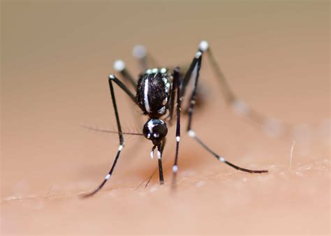 Zika Virus: The Insurance Perspective | RGA