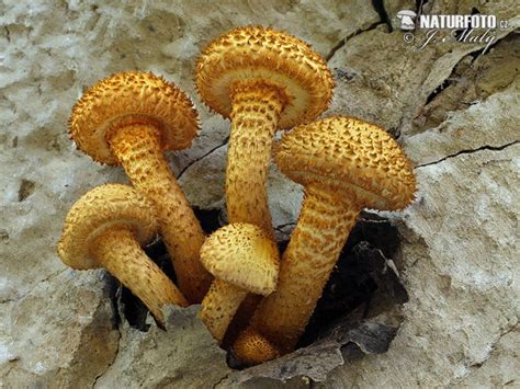 šupinovka šupinatá | Naturfoto
