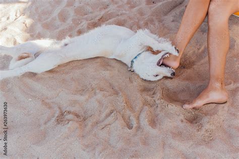 Why Does My Dog Like To Bite My Feet