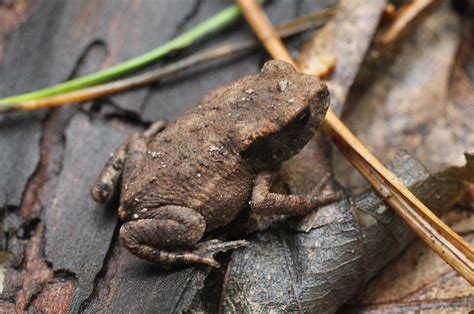Spanish Porn Star In Custody Following Death Of Man During Toad Venom