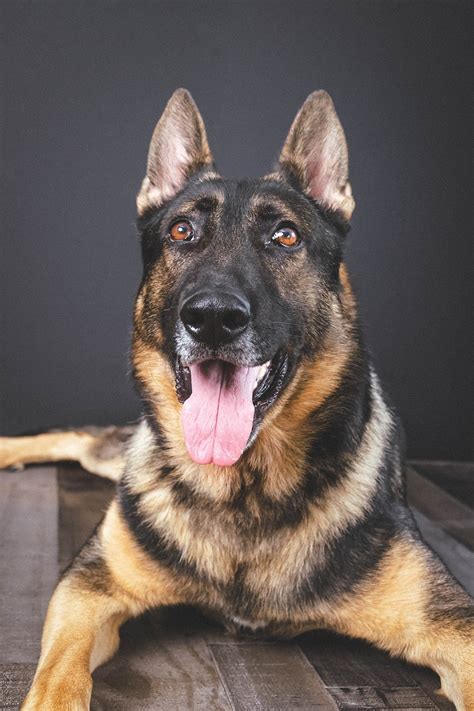 50,000+ Free K9 Dog & Dog Images - Pixabay