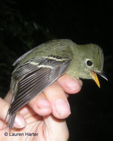 BirdsEye Photography: Review Photos