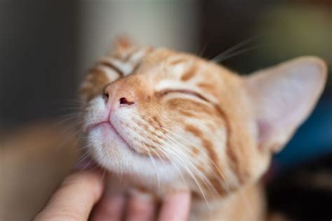 Simple Things That Make Cats Happy | Cat & Dog Clinic of Bellevue