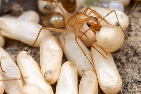 🐜 Как размножаются муравьи: их яйца и личинки, как спариваются, есть ли ...