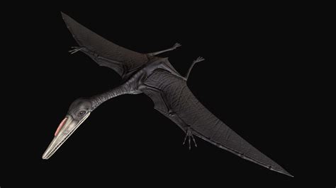 Pterodactylus Dinosaur - 3D Model by SQUIR