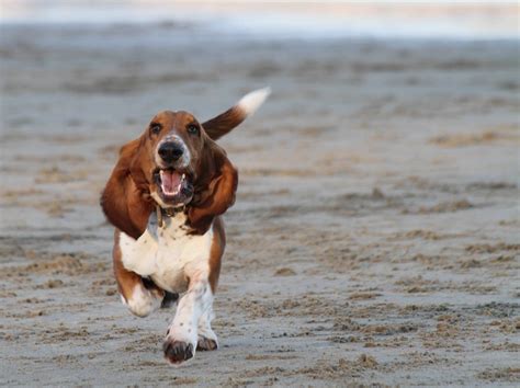 Basset Hound Dog Breed Info, Wallpaper & Puppy Videos