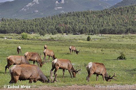 Elk Wapiti Photos, Elk Wapiti Images, Nature Wildlife Pictures ...