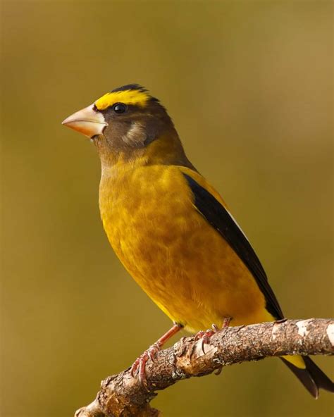 20 Yellow Birds With Black Wings
