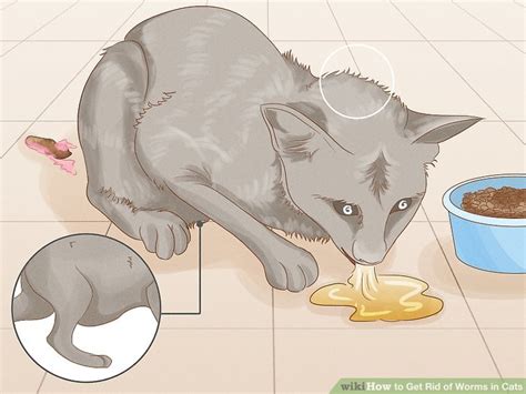 how to get rid of worms in cats