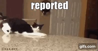 The OFFICIAL "Reported" Gif Library - AR15.COM