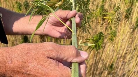 OSU partners with Native American tribes to explore making products and ...
