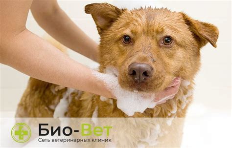 Подкожный клещ у собак (Демодекоз) – симптомы и лечение
