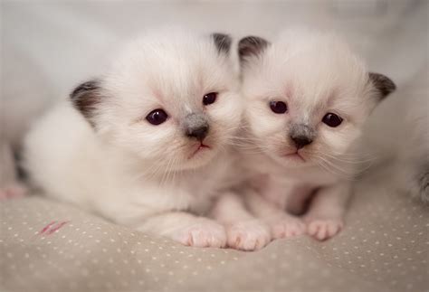 Cat HD, Kitten, Baby Animal, Cute, Pet, Ragdoll, HD Wallpaper | Rare