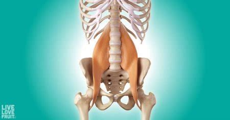 Psoas Muscle Pain Relief: Unlock the Muscle of Your Soul - Live Love Fruit