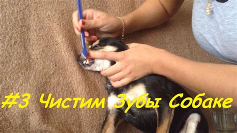 Как чистить зубы собаке. Чистка зубов Той терьеру. - YouTube