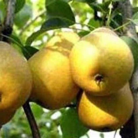 Груша Скороспелка из Мичуринска – Садовод Крым