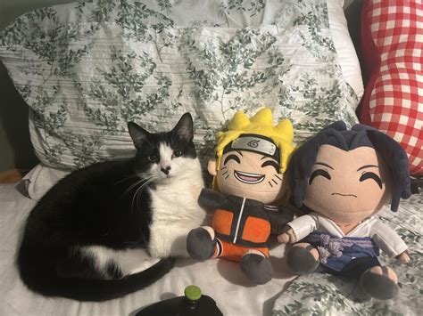 My cat is the biggest naruto fan : r/dankruto