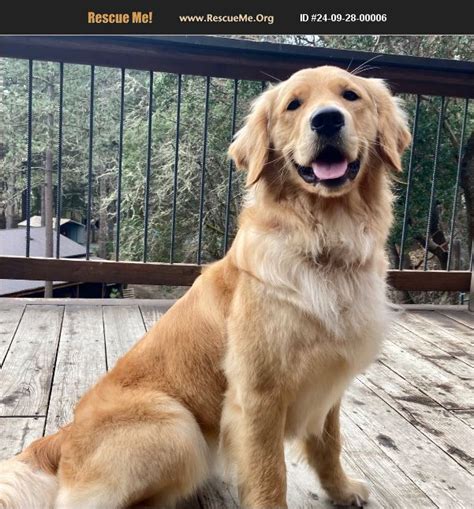 adopt  golden retriever rescue grants pass