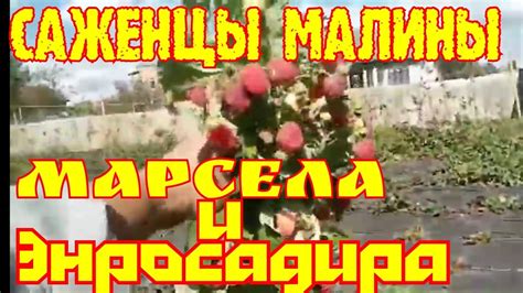 САЖЕНЦЫ МАЛИНЫ МАРСЕЛА и ЭНРОСАДИРА ! - YouTube