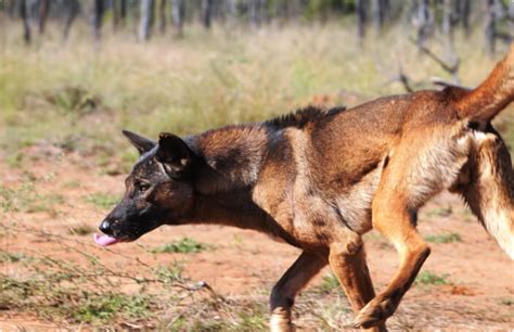 What Does A Feral Dog Mean