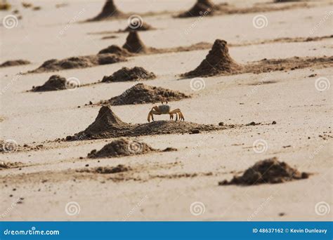 Ghost Crab Mounds stock photo. Image of ghost, mounds - 48637162