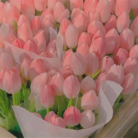 pink tulips   box pink tulips aesthetic wallpaper laptop pastel